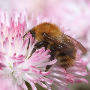 honey bee